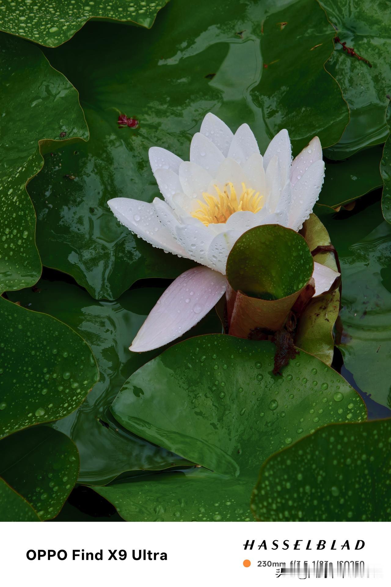 一花一叶一池娇(之七.手机版)——睡莲盛开，洋溢着生命的热烈与奔放，也预告着夏日