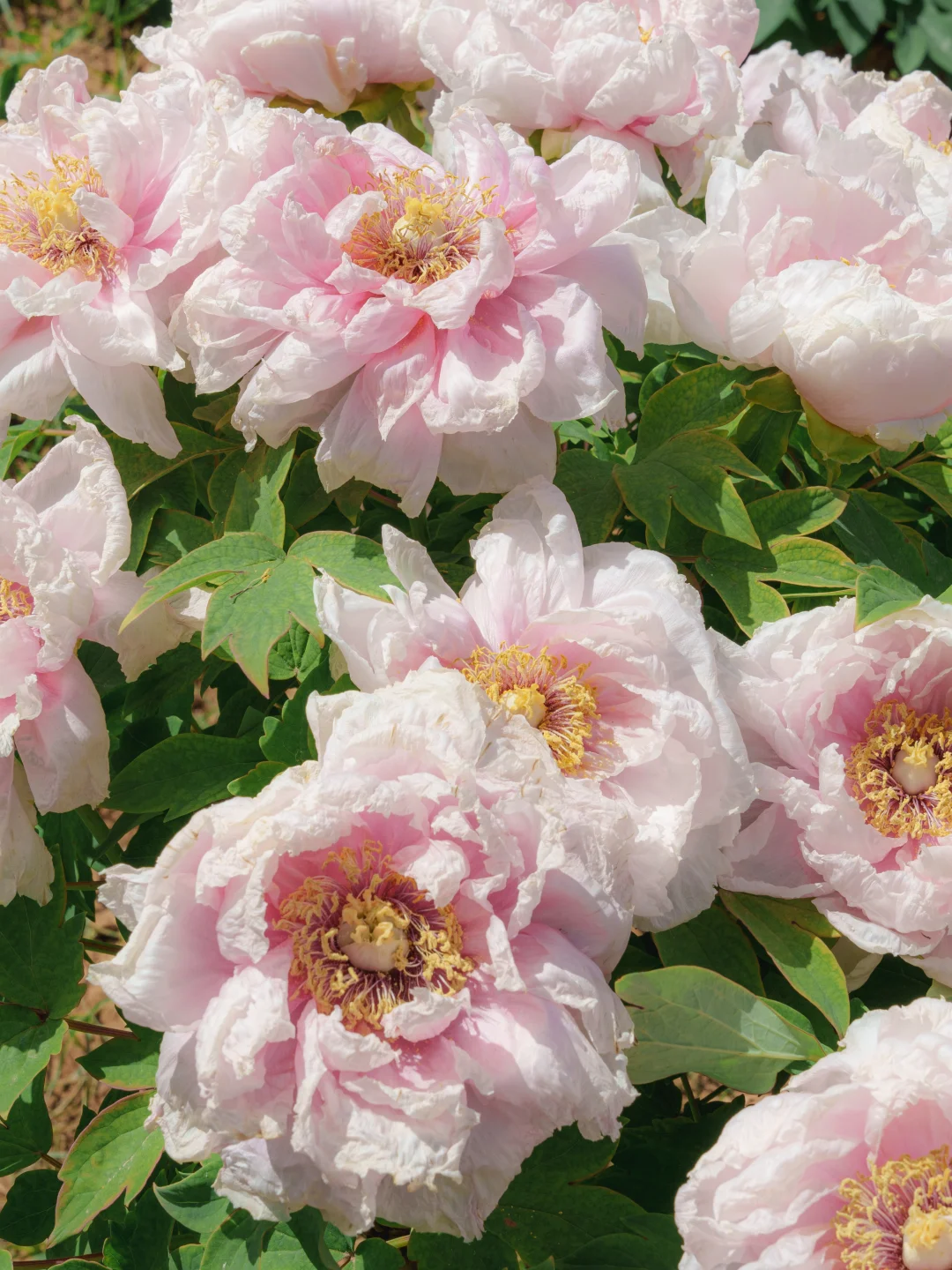 洛阳！想要交换一张你相册里的牡丹🌸