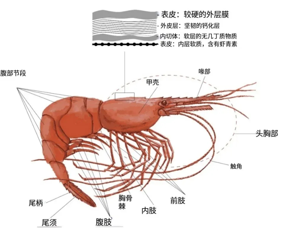 【为什么北极甜虾能爬上餐桌，而南极磷虾只能
