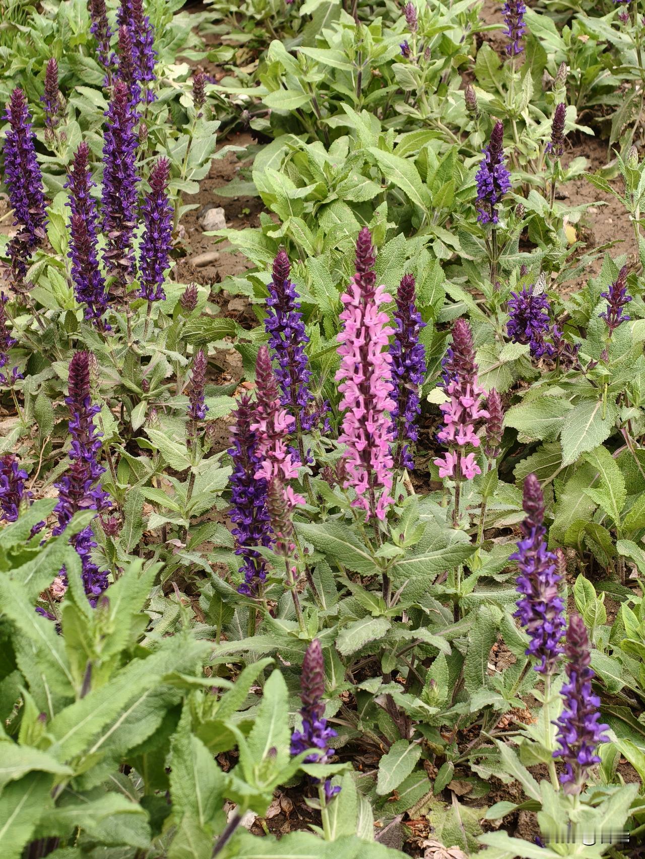 路边树荫下，生长着一片紫色的花草。
它的花穗排列整齐，色彩艳丽夺目，十分美观。