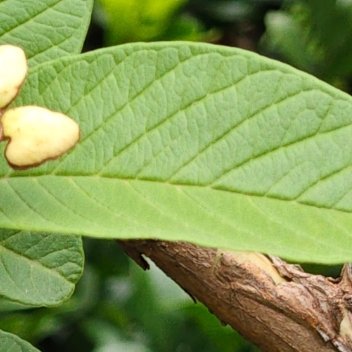 每日一善🍃每日一善 无论坦途，还是坎坷，无论鲜花，还是荆棘，拥有一份淡然的心境
