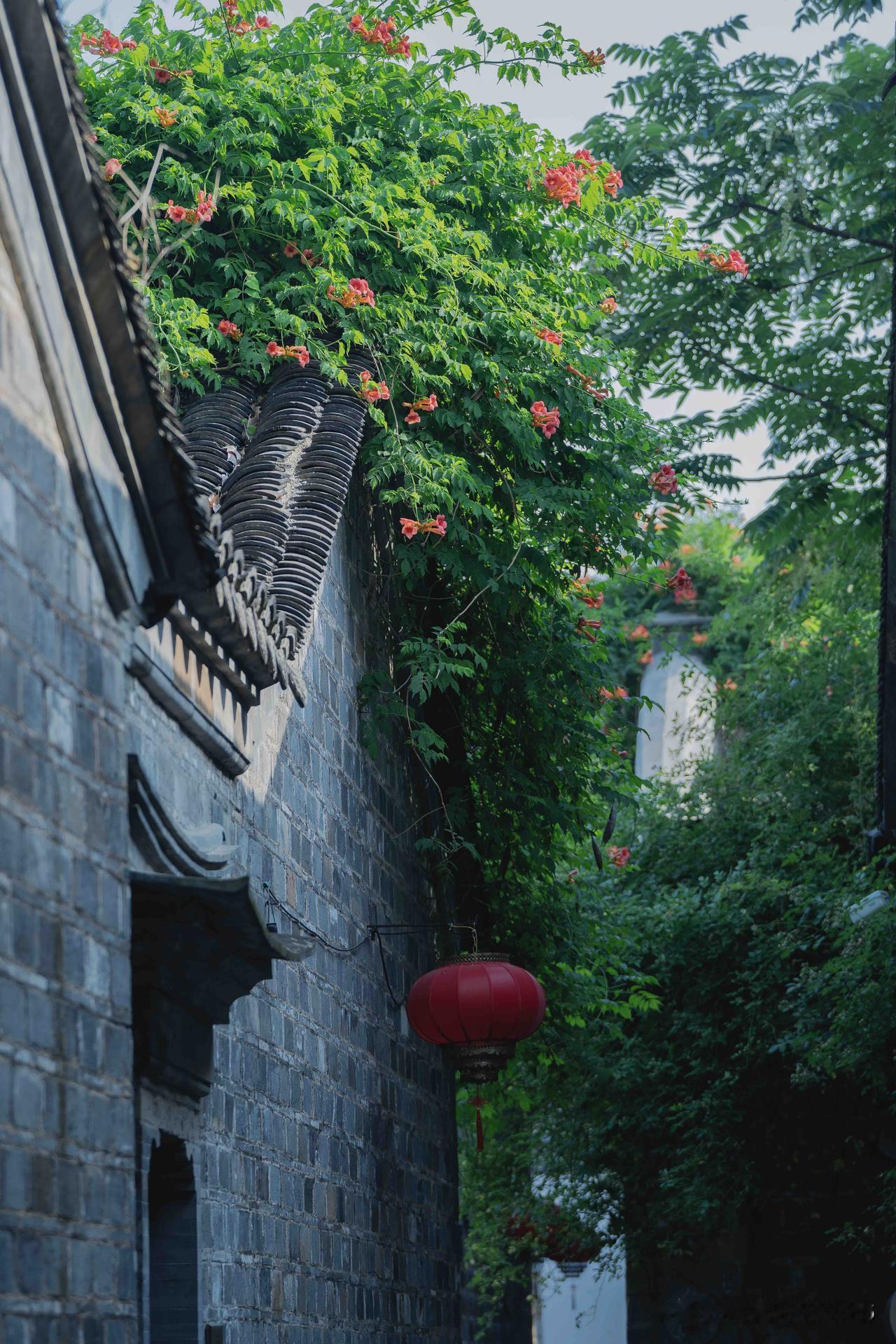 南京老门东｜青瓦缀橙红，凌霄漫古巷

赏过瞻园枇杷挂枝、榴花灼艳、凌霄探窗，此番