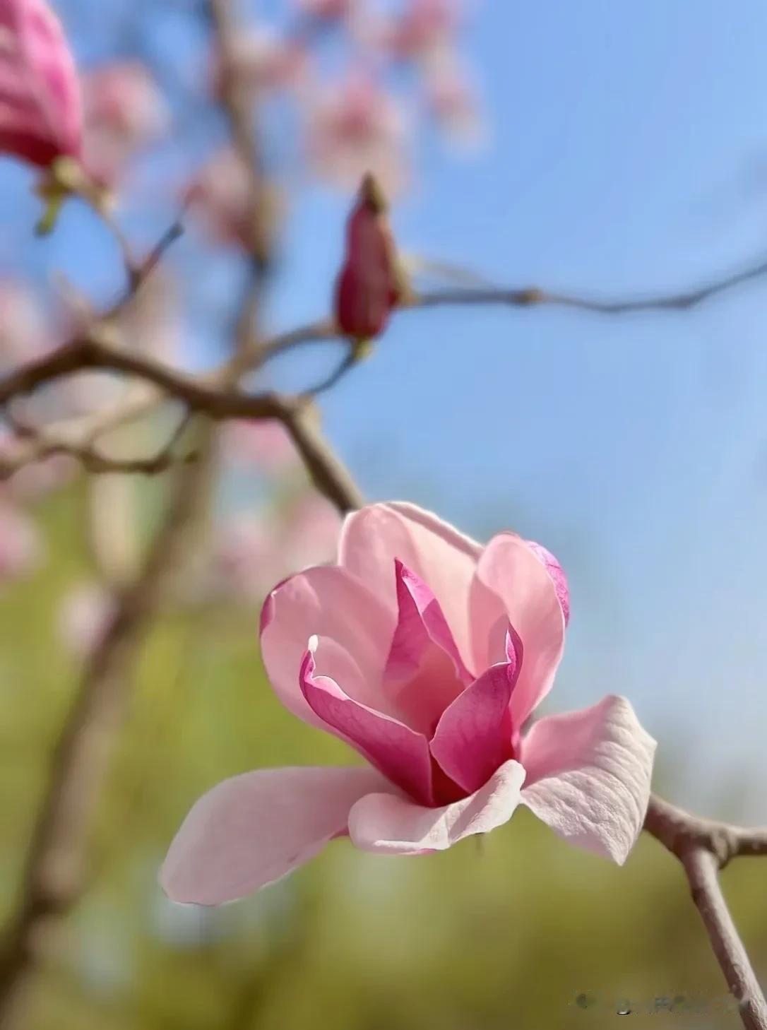 今日，我捧出最美的花，与你将春色平分。#春日生活打卡季#