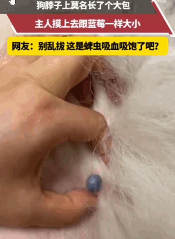 别觉得这是个博眼球的萌宠笑料，天津这位铲屎官在狗脖子上发现的“蓝莓”，是入夏之后