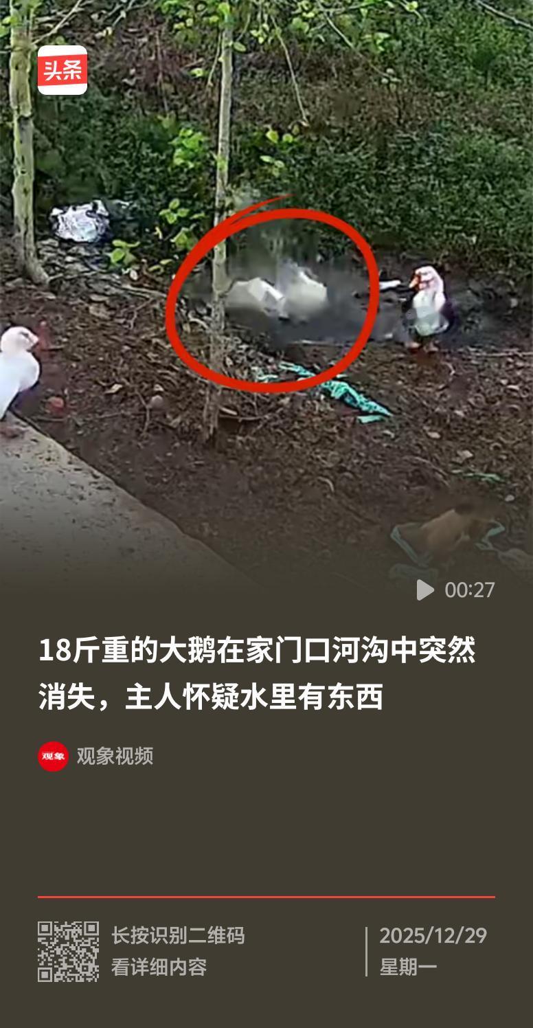 家人们谁懂啊！我家那只18斤的大鹅，就这么在家门口河沟突然消失了。那大鹅可肥了，