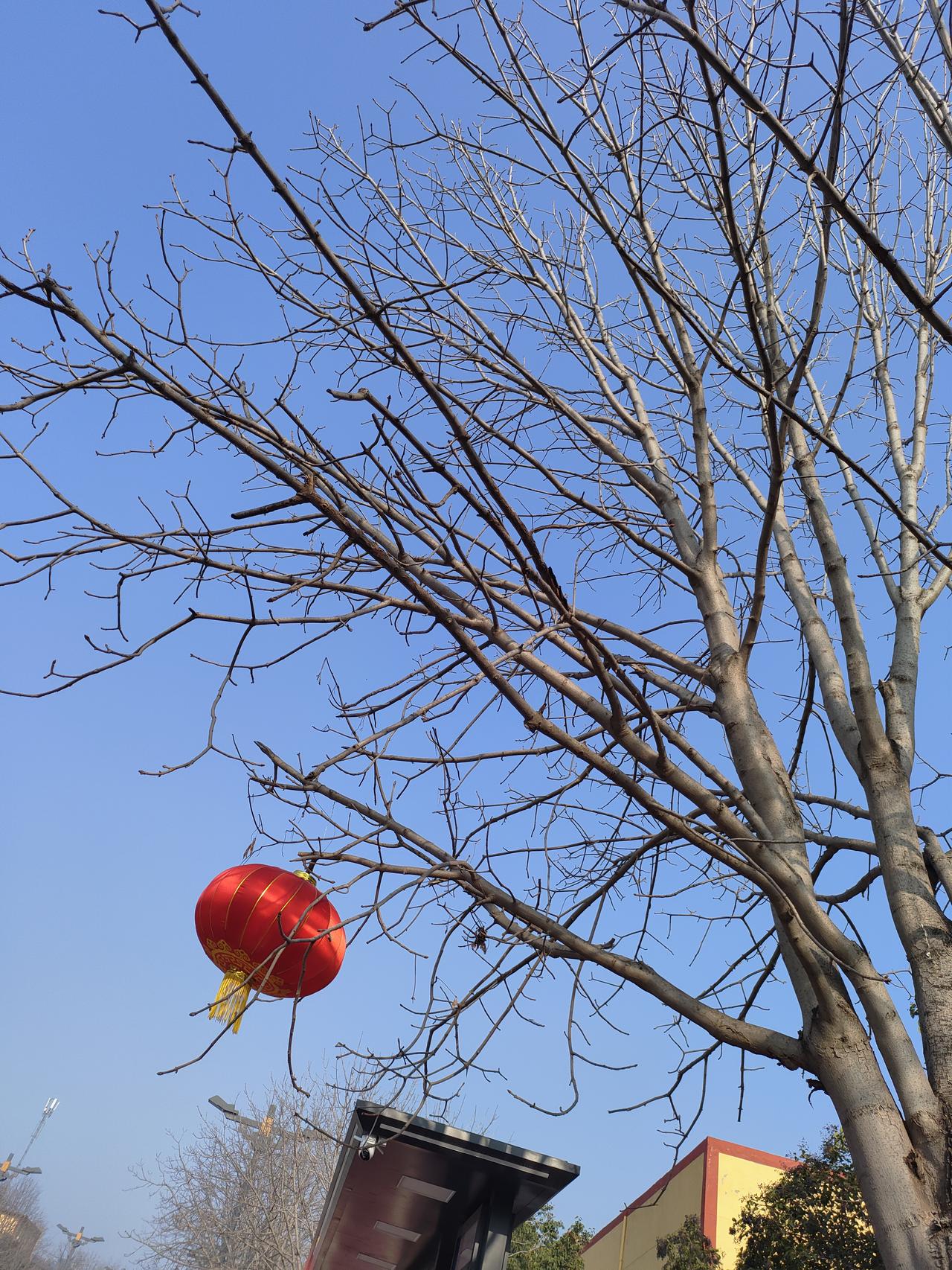 枯枝在蓝天下伸展成疏朗的画，一枚红灯笼悬着，像从岁月里坠下的团火，把新春的暖意，