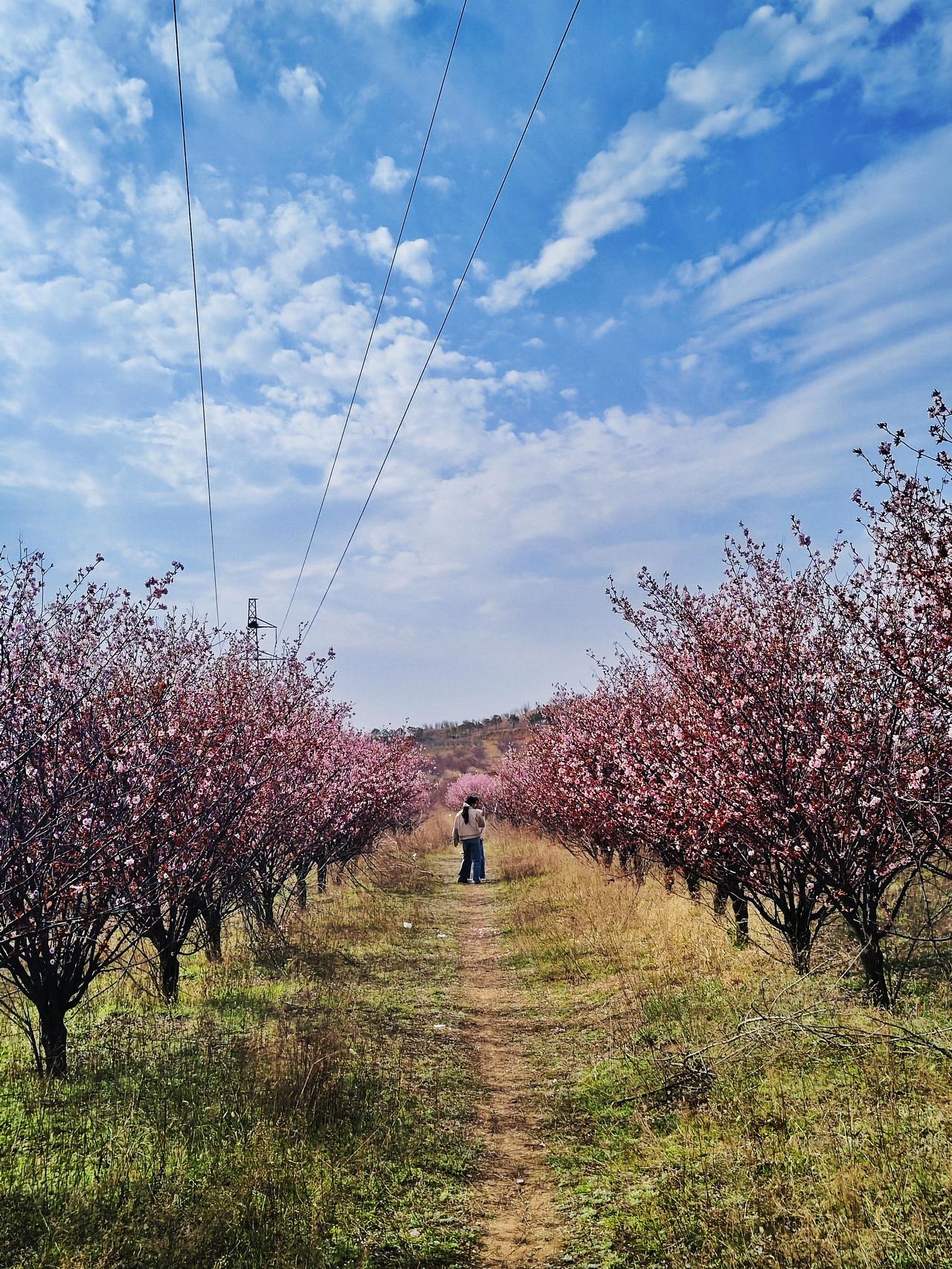我是郑州人，今天路过了汝州的美人梅景点。那漫山的红花，足可以滿足你欣赏花的好奇。