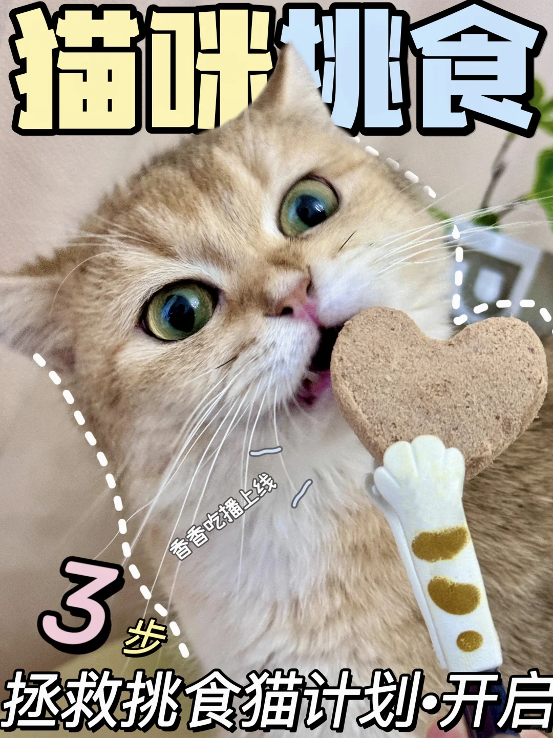 猫咪挑食太瘦弱🥲拯救挑食猫计划开启🔛
