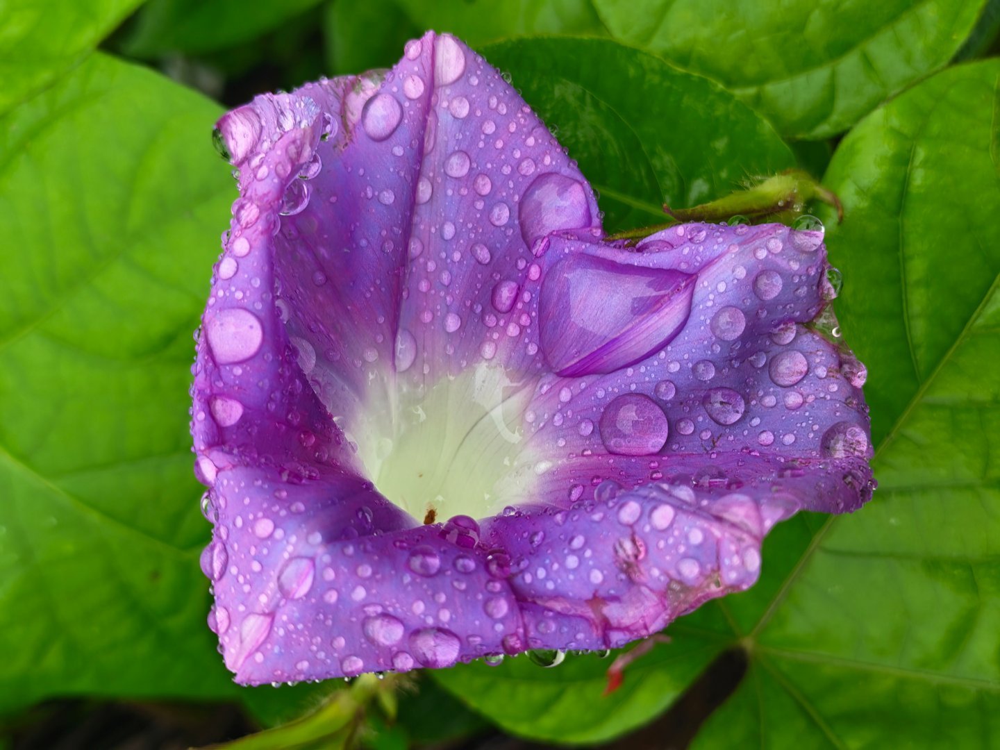 这个是九门里所说的牵牛花吧[doge]每天早起打卡 ​​​