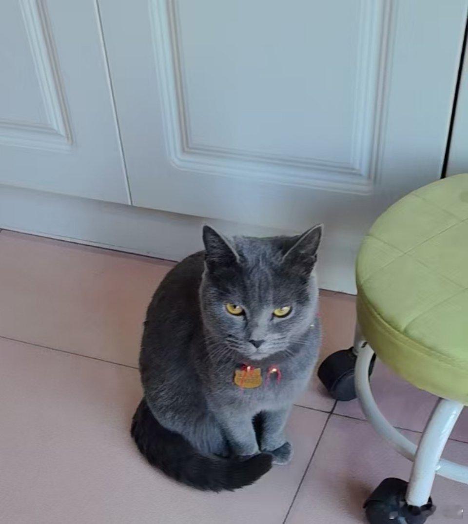 今晚楼道里又有一只小猫咪走失了，不知道谁家的，快来认领吧，好像是英短蓝猫，挺可爱