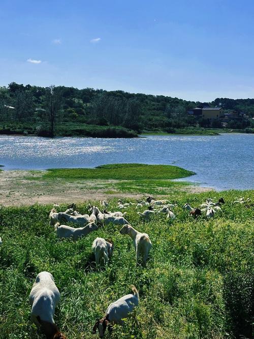 上联：乔木桥上少女妙
下联：白水泉边鱼羊鲜