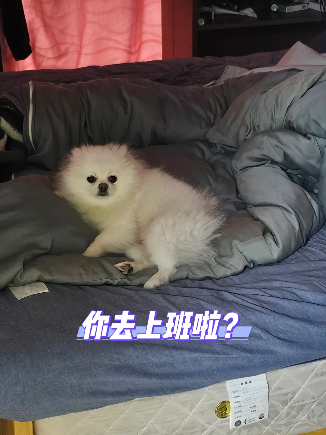 狗狗的享福日常