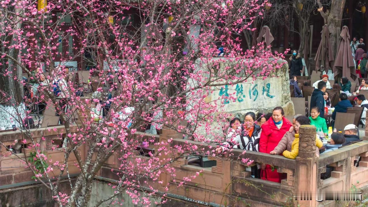 成都早春顶流梅花已盛放
连续的阴雨天终于结束，趁阳光正好，赶烟火气正浓，紧来喝茶