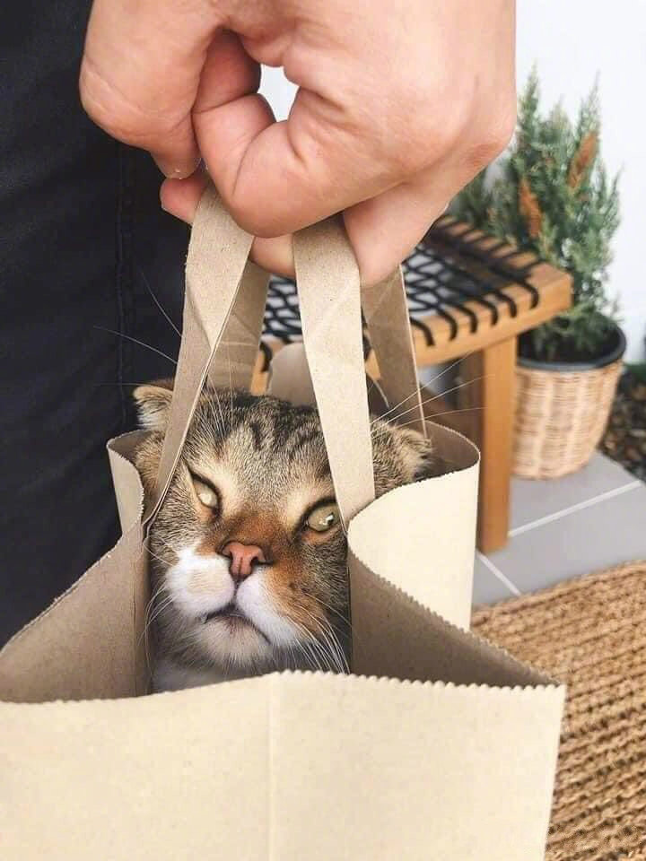 🐱：我觉得你应该换个大手提袋啦……[笑cry]