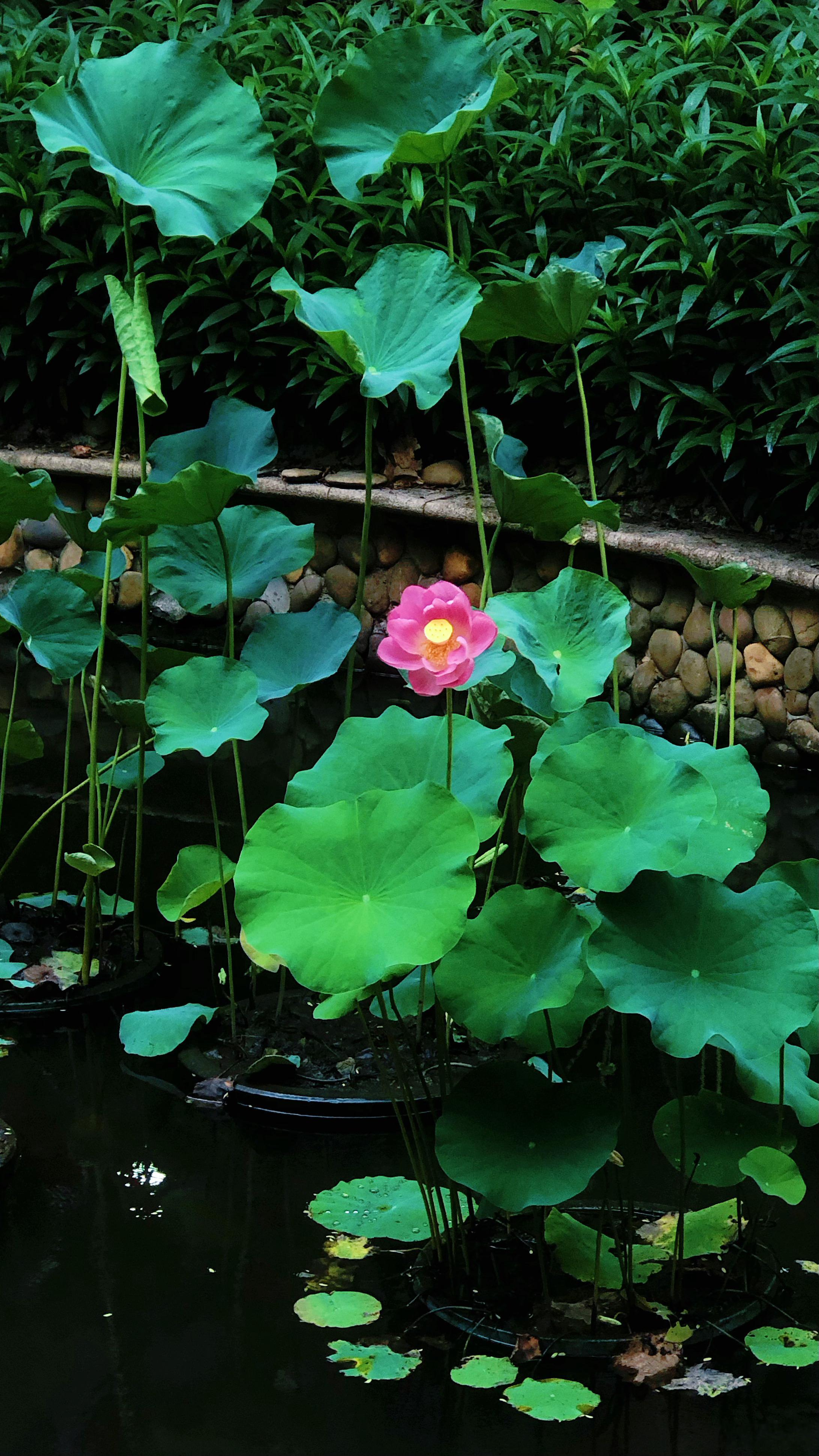 下（夏）雨荷，还记得吗？广州生活荷花 广州
