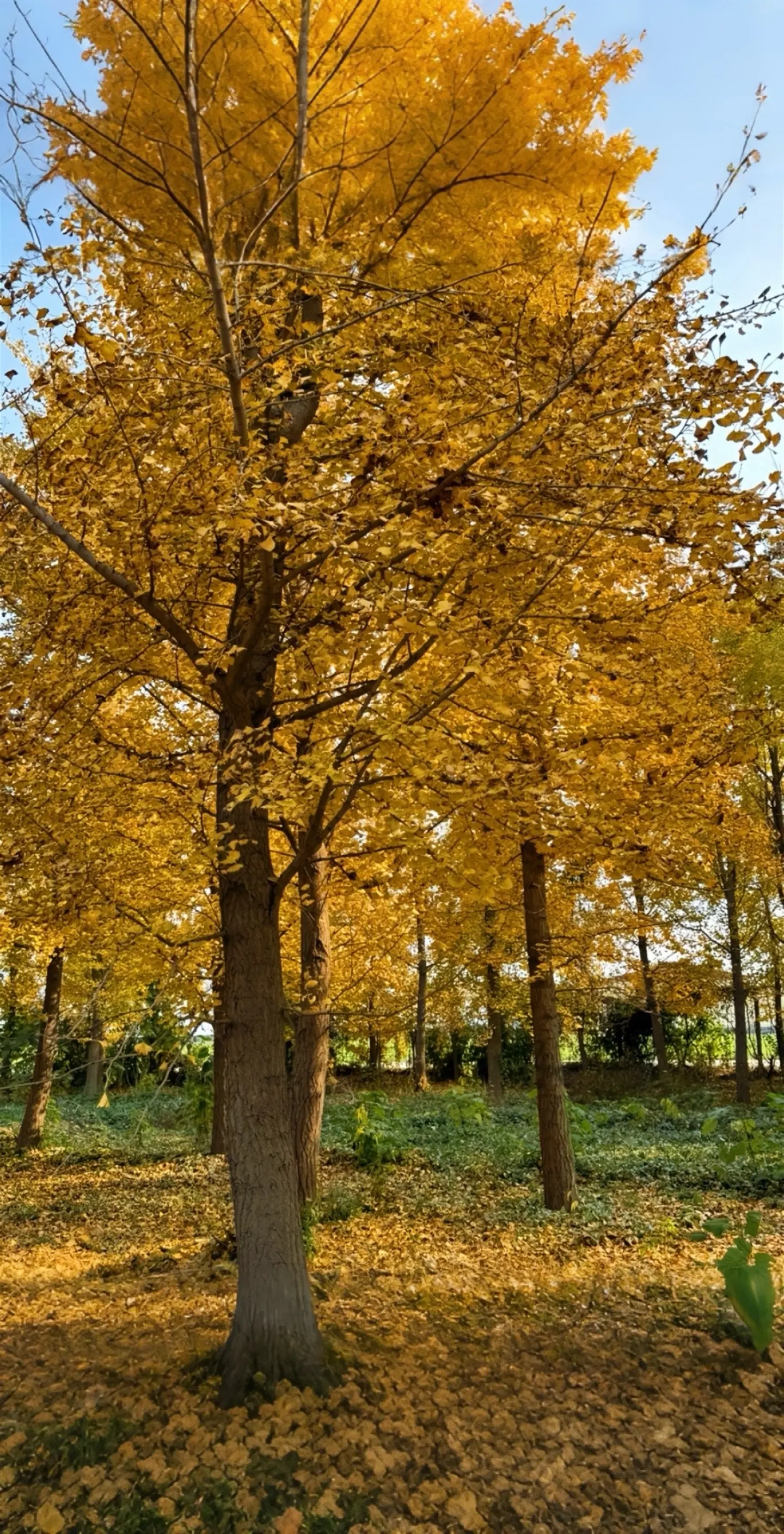 你看一晃兩三年 匆匆又秋天🍂