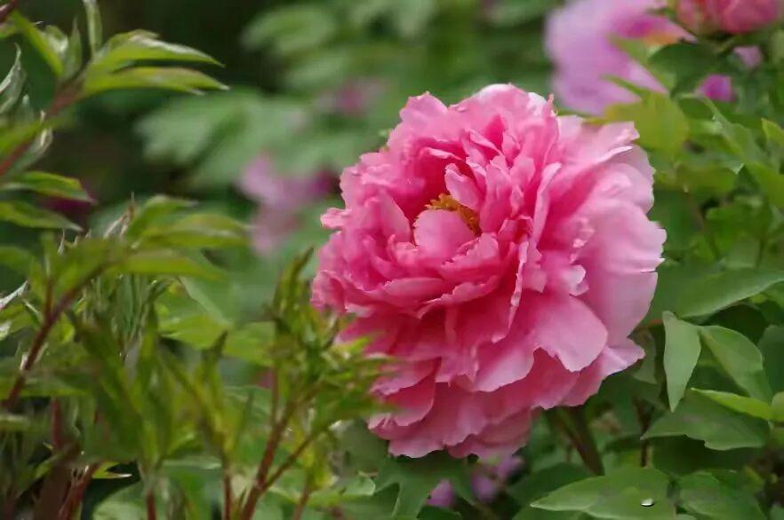 千年汉韵绽芳华 花开盛世聚邢襄。

4月13日晚，邢台市泉城礼堂内灯火璀璨、古韵