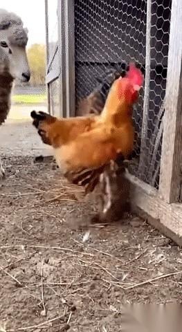 总有那么些人，天天就盼着领导出差，盼着管事儿的不在。
觉得猫和鹅那俩狠角色一走，