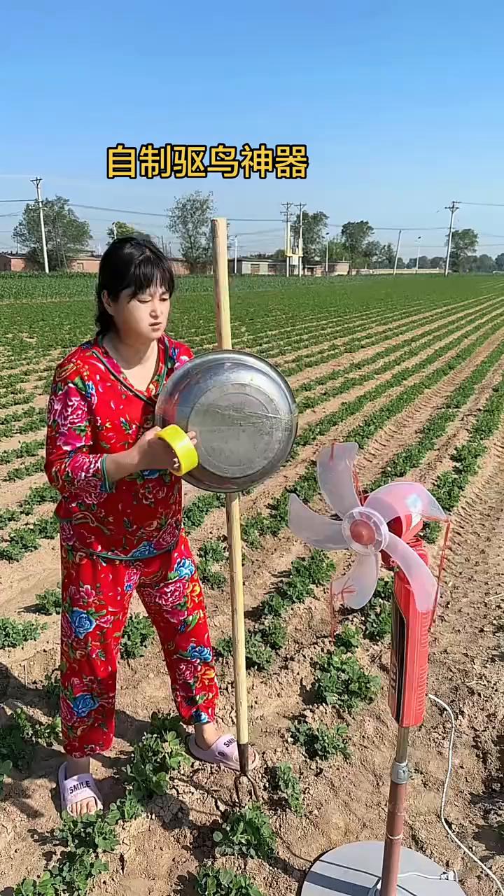 自制驱鸟神器。
自制驱鸟神器。