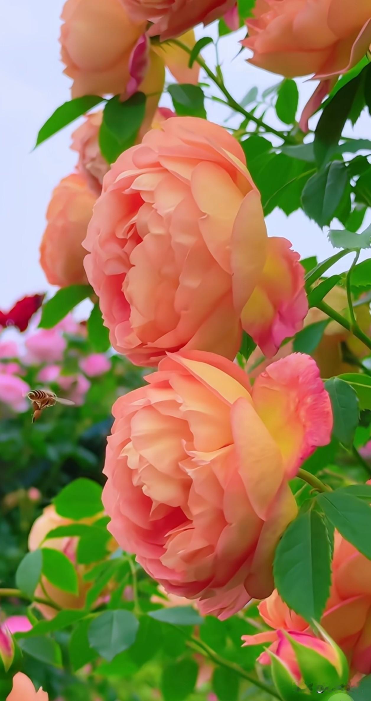 暖橙色的月季在晴光里层层舒展，花瓣裹着温柔的光晕，像揉碎了夕阳的暖意。它们带着韧