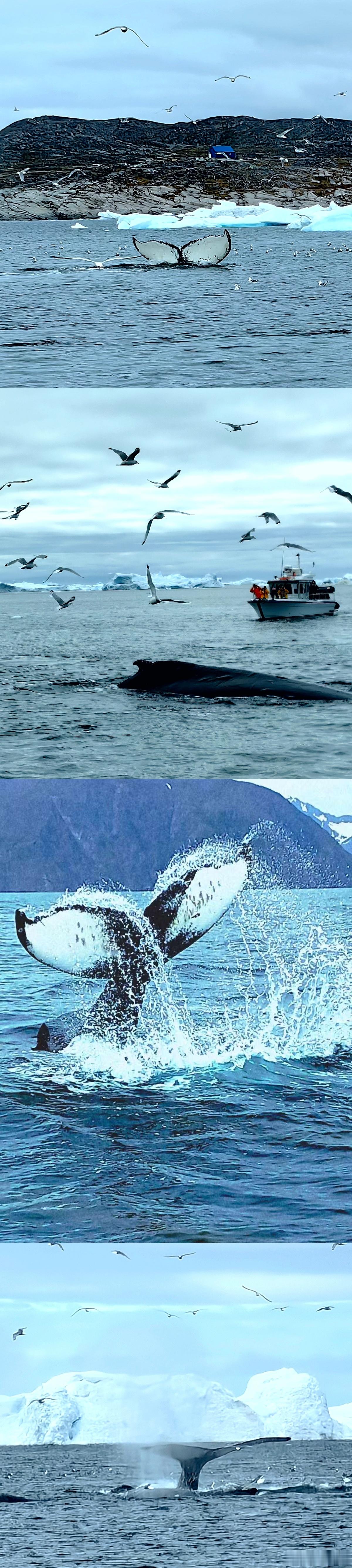 格陵兰旅行碎片 ​​​