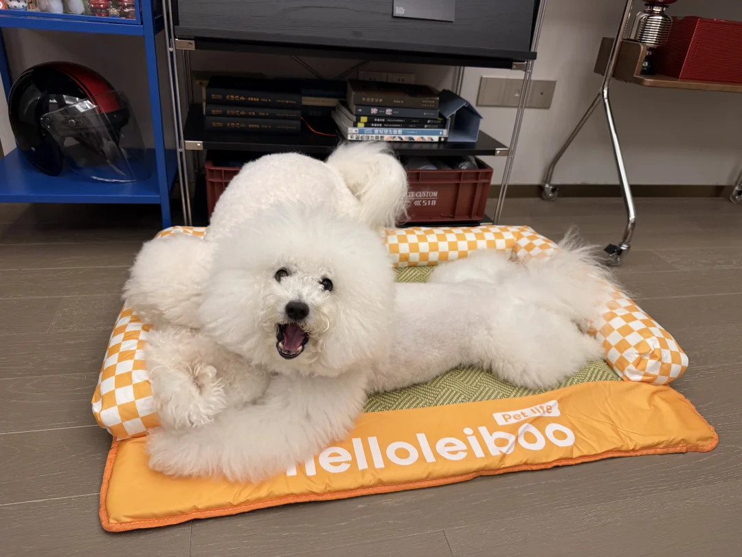 夏天毛孩子的降温神器～