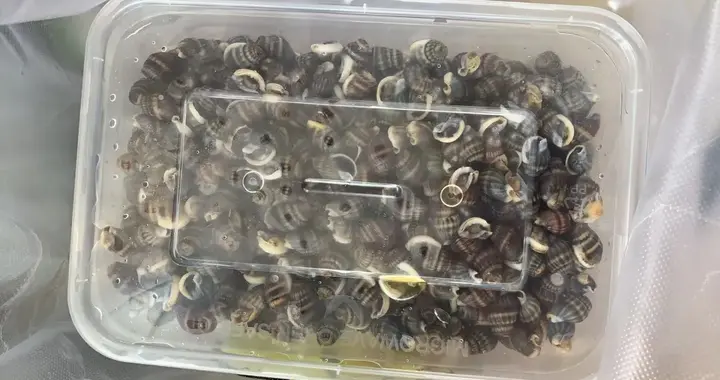 3人被抓！紧急提醒：这种螺，别买、别吃！