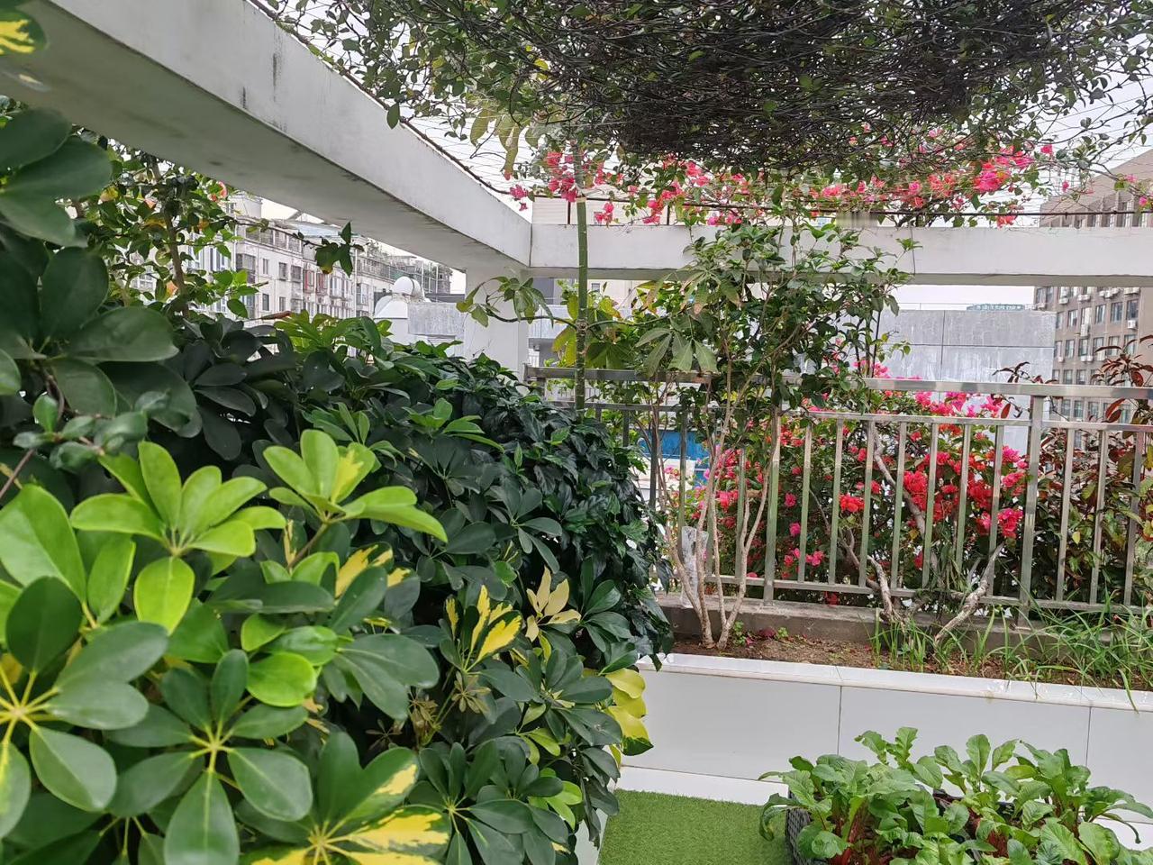 想无公害自种蔬菜自由的联系
龙岗中心城、平安里书包、四房带100平方大露台，对面