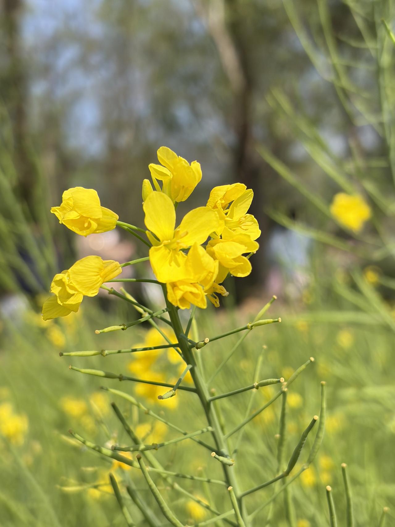 谁懂啊！春日里最治愈的风景，就是这一片肆意盛放的油菜花田！

镜头下的油菜花太绝