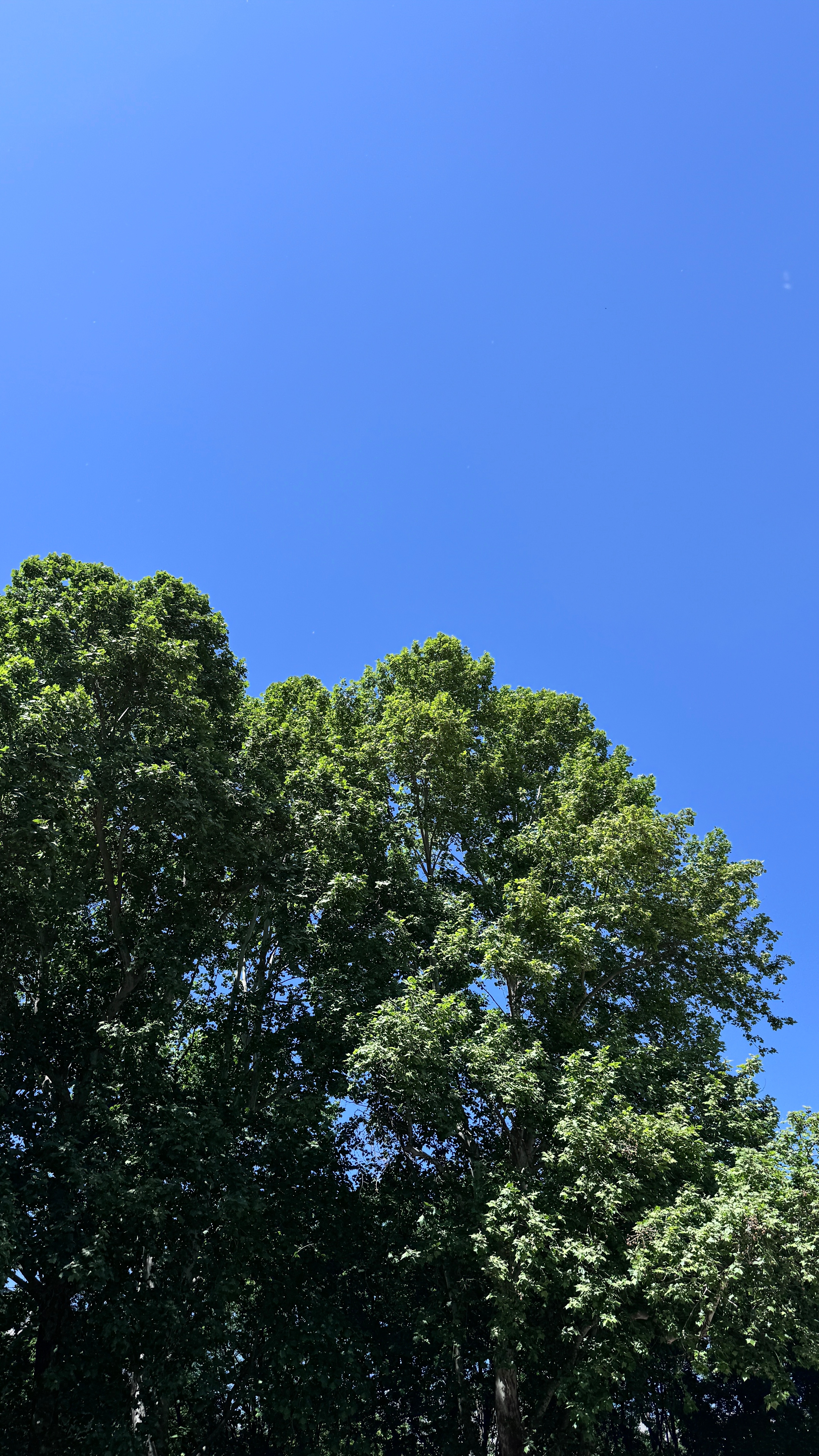 随手拍。北京这几天特别给人好脸色。北京天气 宜居城市重养一颗葱阿葱