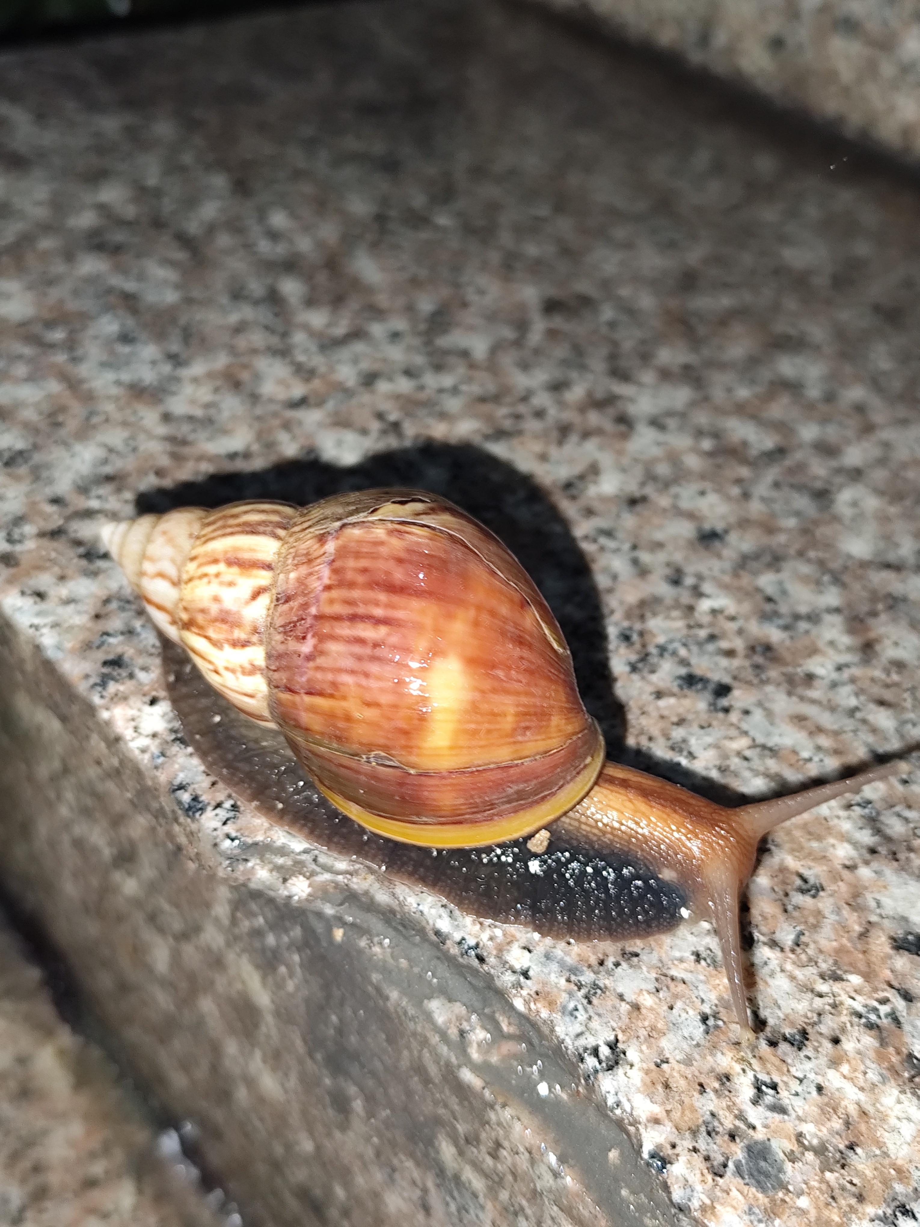 卧槽？！你们广东的蜗牛🐌 好大一个 第一次见！