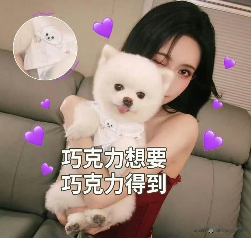 12月25日，横店顶流【巧克力】要开号了！
孟子义的小狗【巧克力】从桃花坞第一季