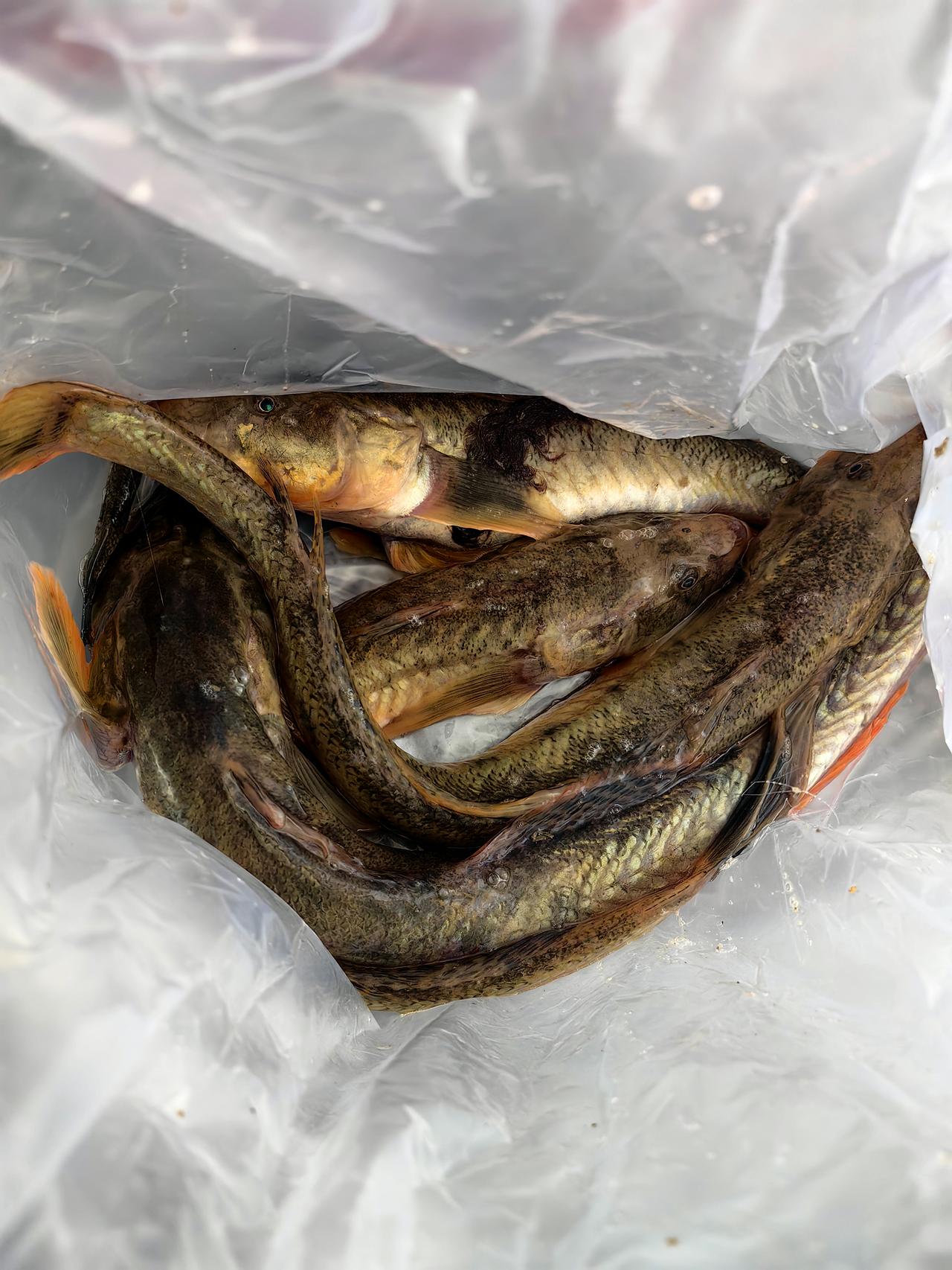 十块钱买了四条海鲶鱼，油热了，鱼滑进去，刺啦一声。两面煎到焦黄，加水，放姜片，小