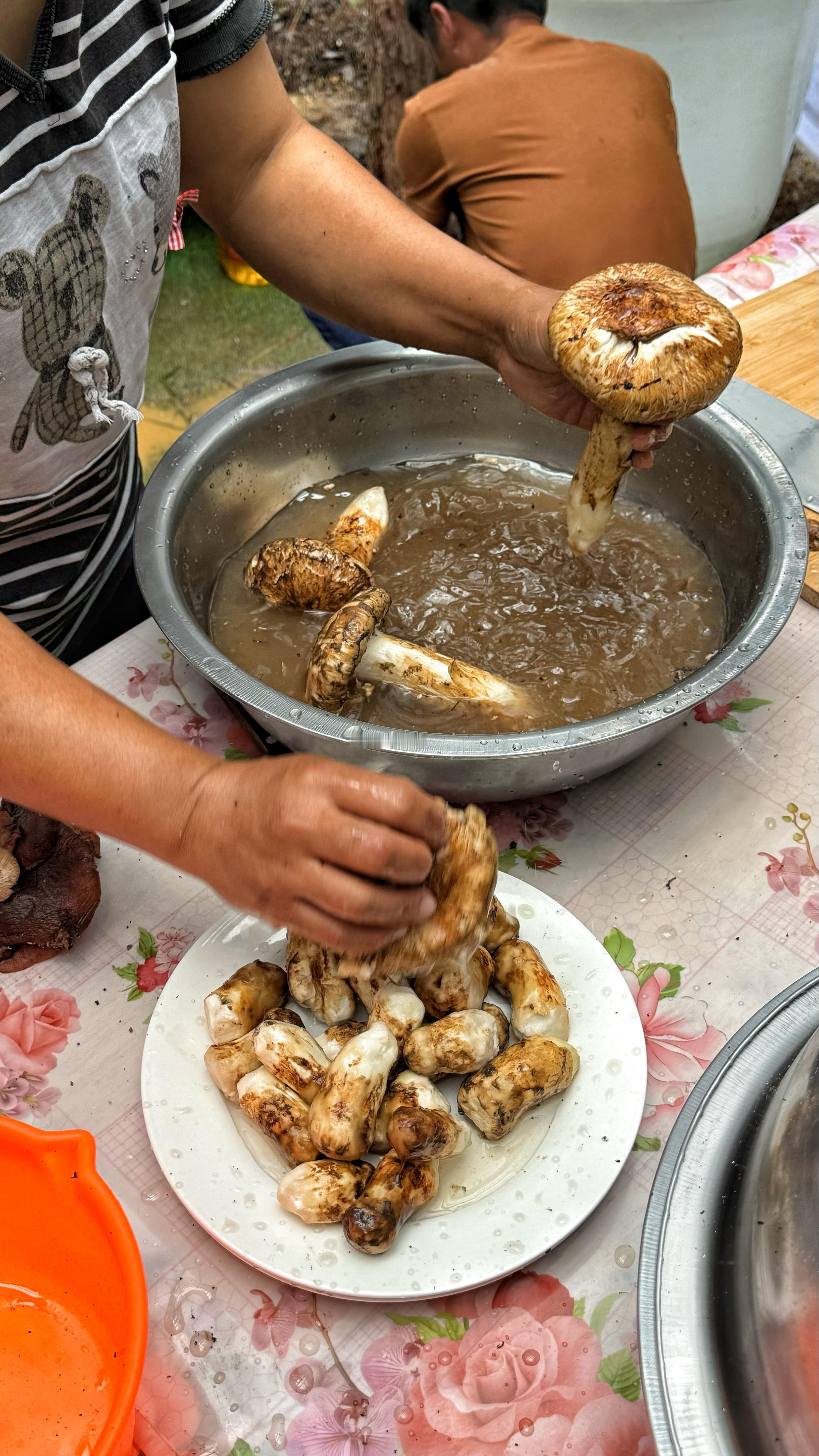 如果你想来丽江大理游玩，想去体验采菌子（松茸），但又怕晕车，不想每天坐太久的车，