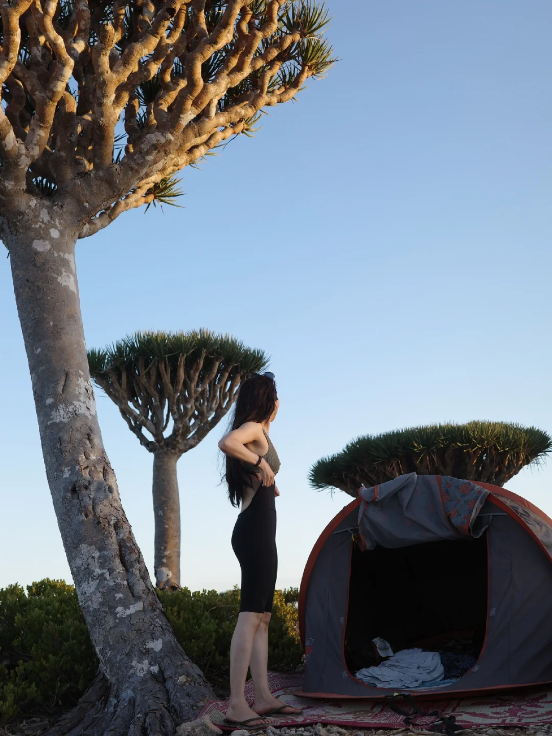 索岛荒野求生｜住在龙血树森林里是怎样体验