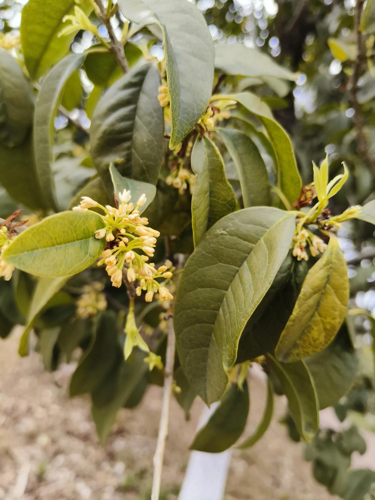 浙江这个季节还有桂花开，真香[捂脸]