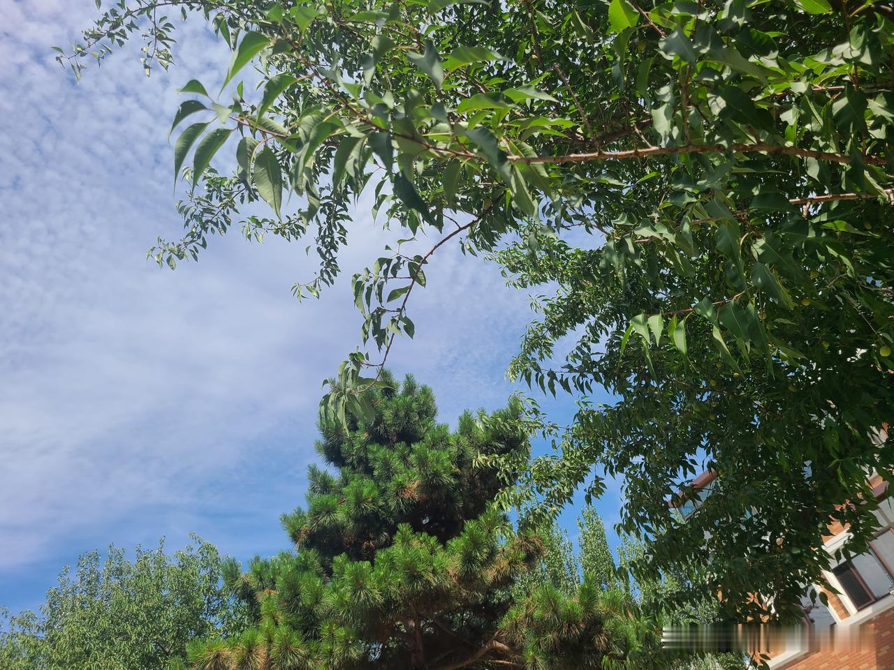 《自由体诗》
习惯了规矩和约束
自由了，便不知如何是好
云淡风轻的日子
很适合外