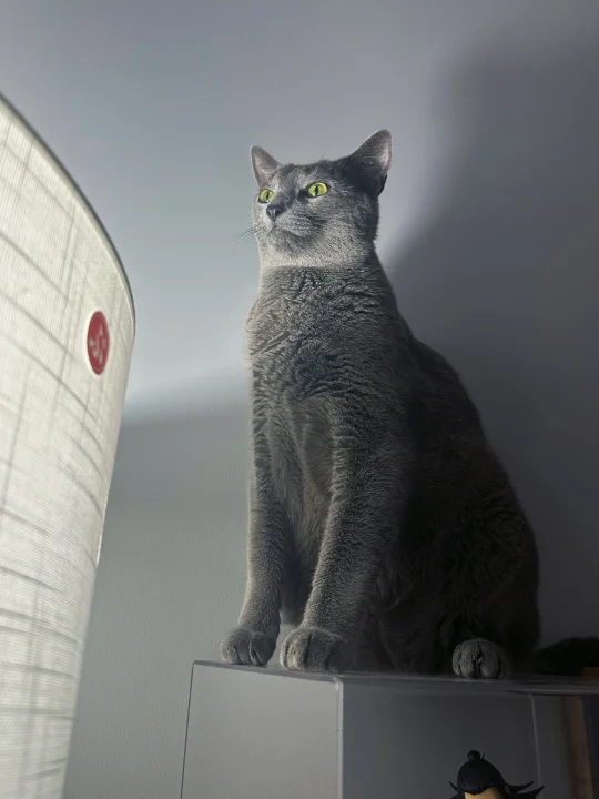 参见猫猫大王！