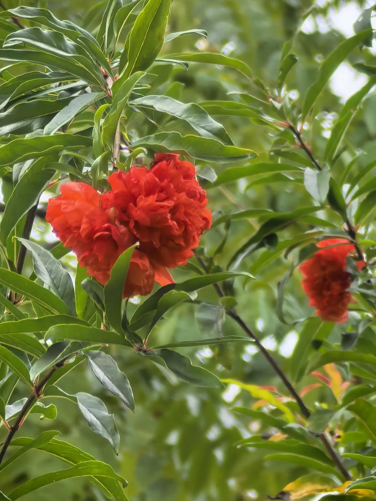 榴花照眼～