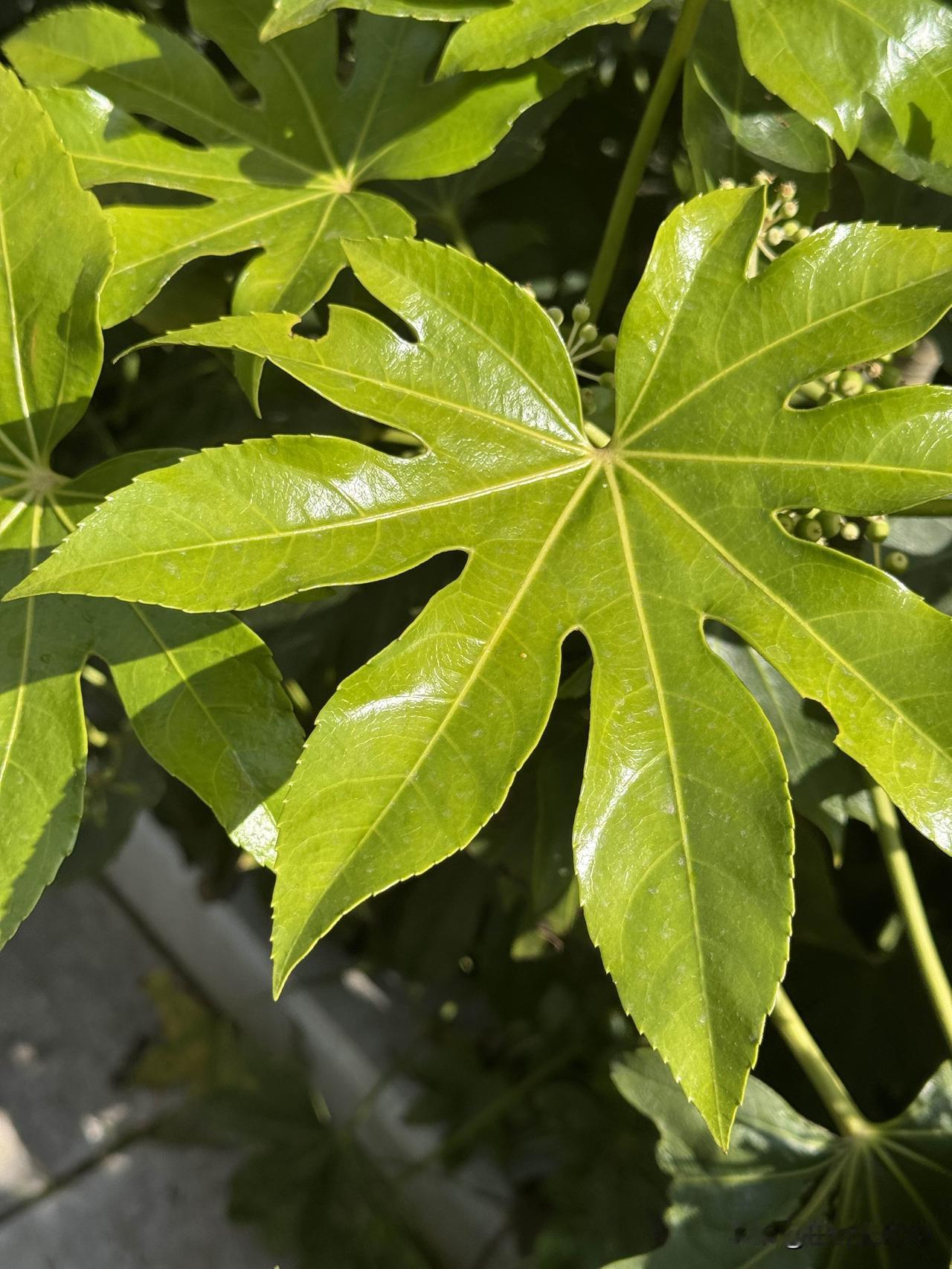 怒江州兰坪县，下辖2个街道办事处、3个镇、4个乡，共15个社区居委会、101个村