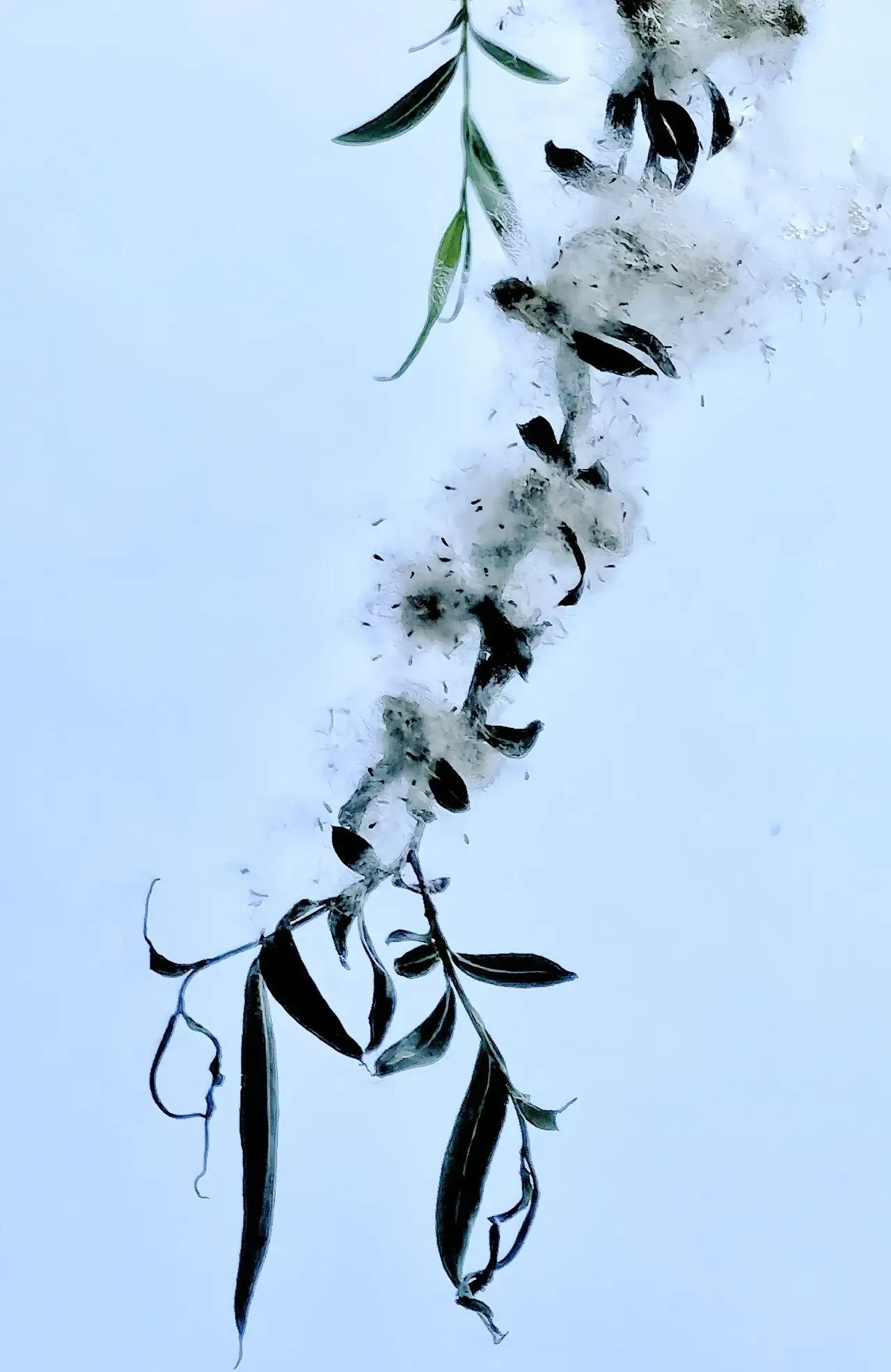 春日柳絮飞
文11珂芃·原创
春日柳絮飞满天
台阶草丛隐隐白
漫天飞舞如飘雪
一