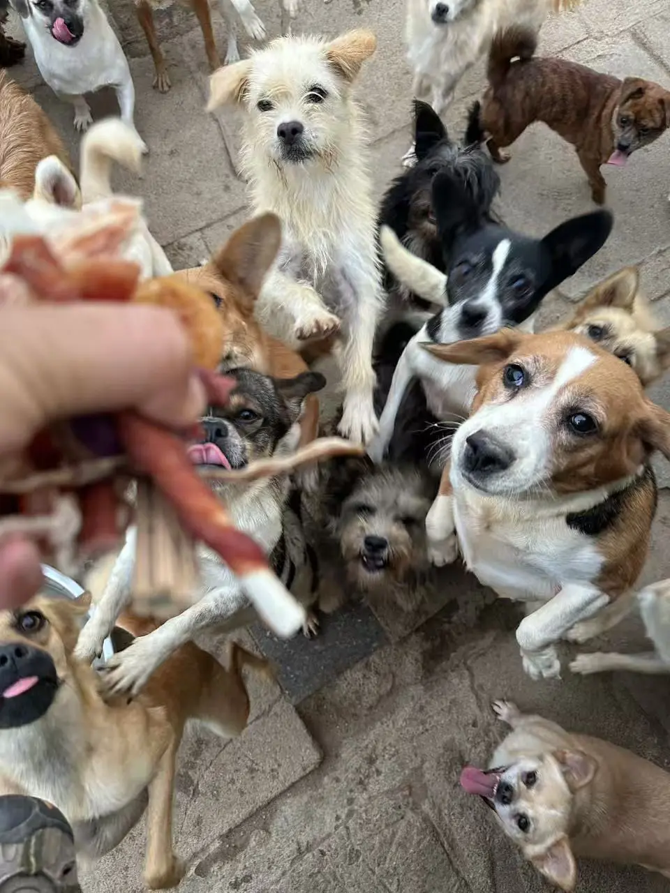 我们不是流浪狗