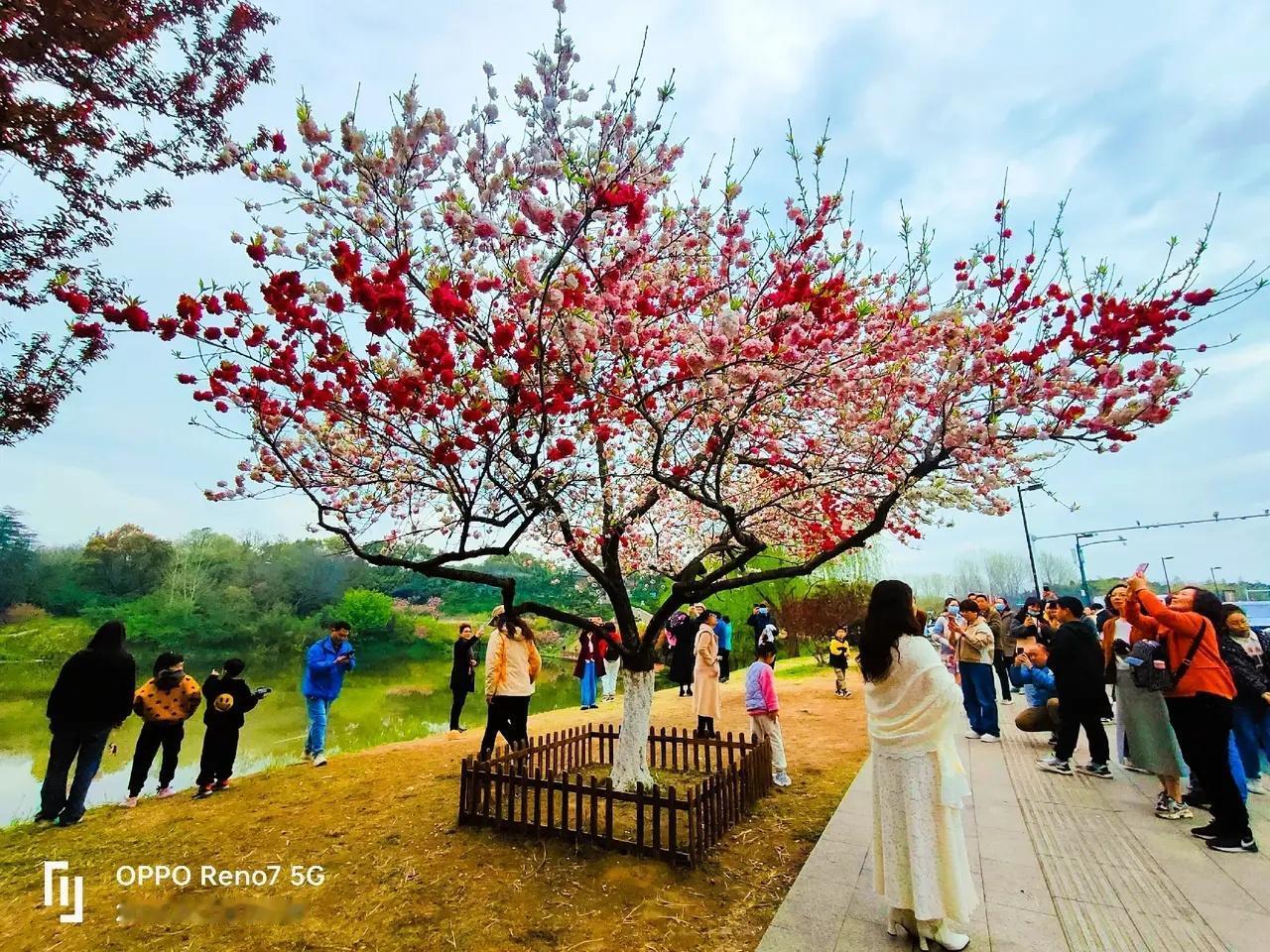 为了这一树繁花，我等了你一个四季轮回！
扬州的网红树——四色碧桃终于盛开了。这颗