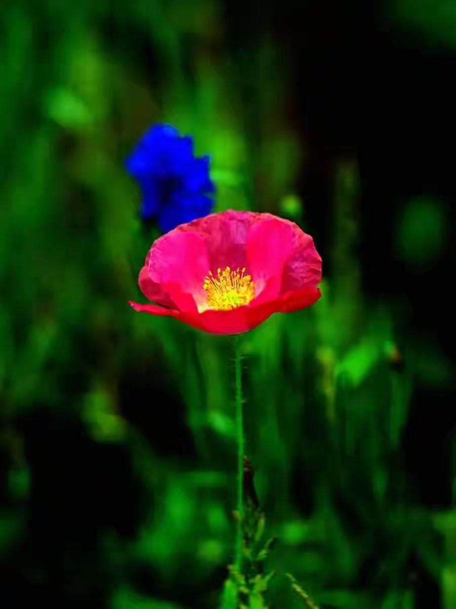 生活中，依靠自己还是依靠别人？

你是不是也常听人说：“靠山山会倒，靠人人会跑，