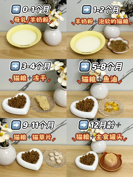 新手第一次养猫？别担心！幼猫喂养最全攻略