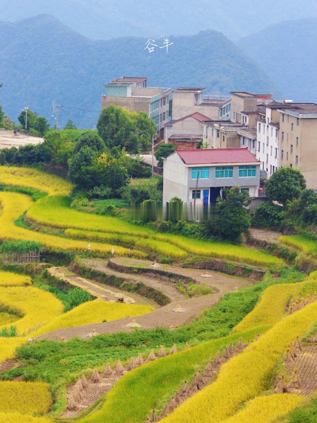 秋游入山徒步去|走进油画里的黄金梯田