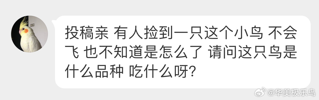 #鸟粉投稿# 一只圆滚滚的【黄腰柳莺】像被冻的 羽毛都支棱起来给自己保暖了 ​​