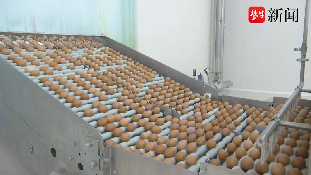 海安: 小鸡蛋大产业 为乡村振兴添砖加瓦