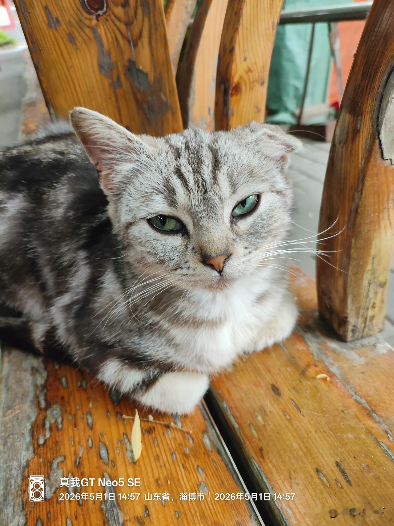 今天下午去普照寺拜佛，发现寺里有不少生活惬意的猫，他们有专门的猫食和水盆，活的非