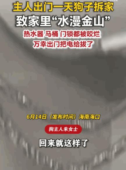 笑不活了！6月14日，海南海口一女子因出远门一天，将爱犬独自留在家中。不料，狗狗